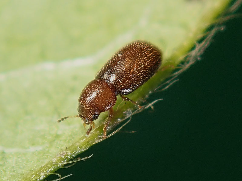da identificare: Ciidae ??
